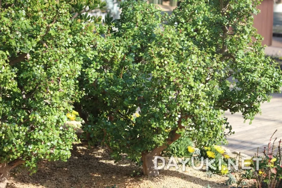 Portulacaria afra